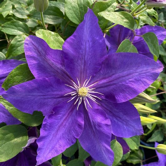 Clematis The Duchess of Cornwall Evipo118